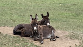 2 donkeys