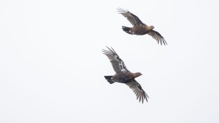 A pair of Grouse in flight